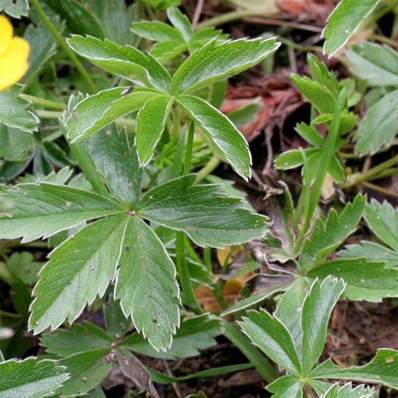 Potentilla aurea (Foliage)