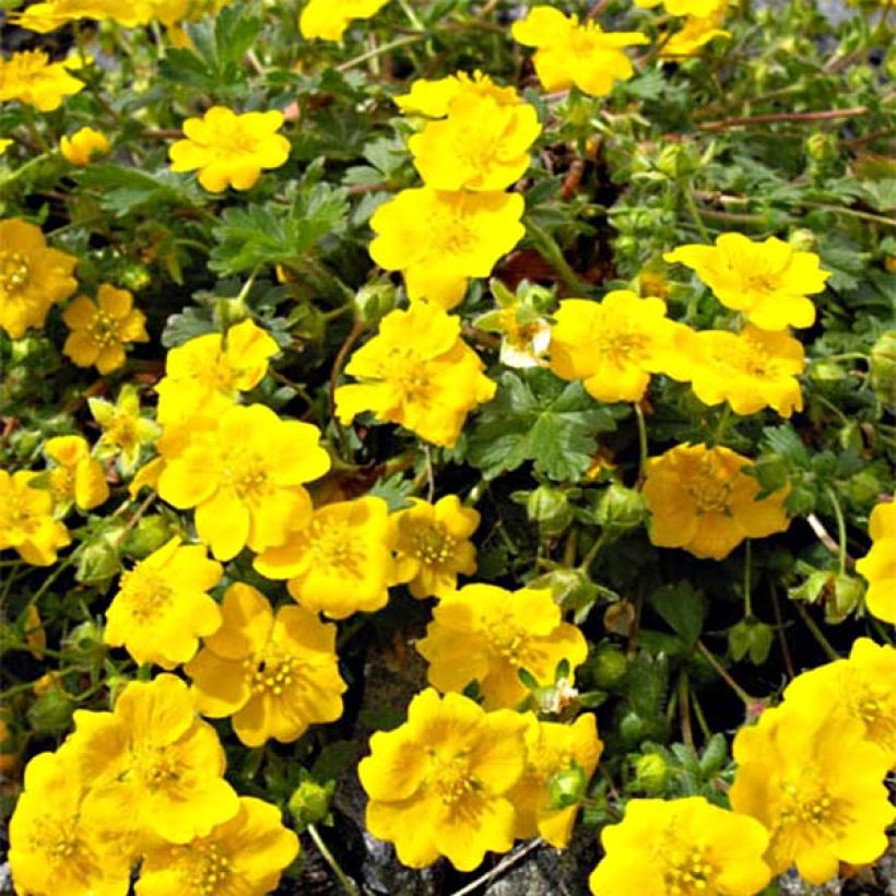 Potentilla aurea (Flowering)