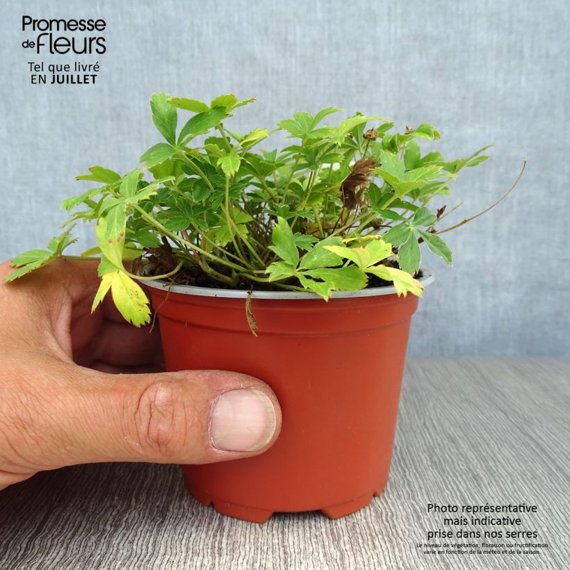 Potentilla aurea 8/9 cm pot sample as delivered in summer