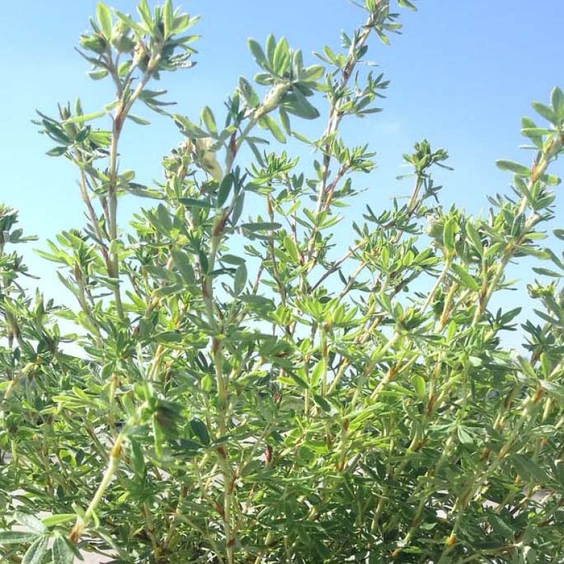 Potentilla fruticosa Glamour Girl - Shrubby Cinquefoil (Foliage)