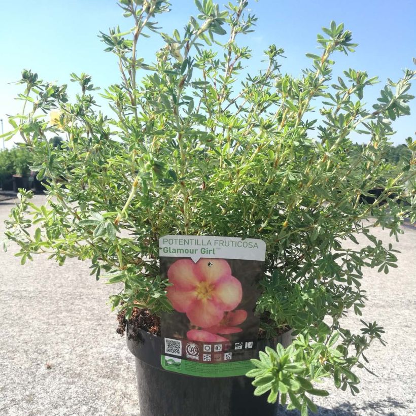 Potentilla fruticosa Glamour Girl - Shrubby Cinquefoil (Plant habit)