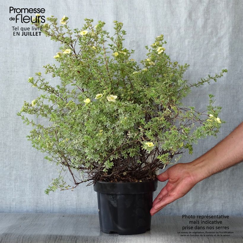 Potentilla fruticosa Glamour Girl - Shrubby Cinquefoil 2L/3L pot sample as delivered in summer
