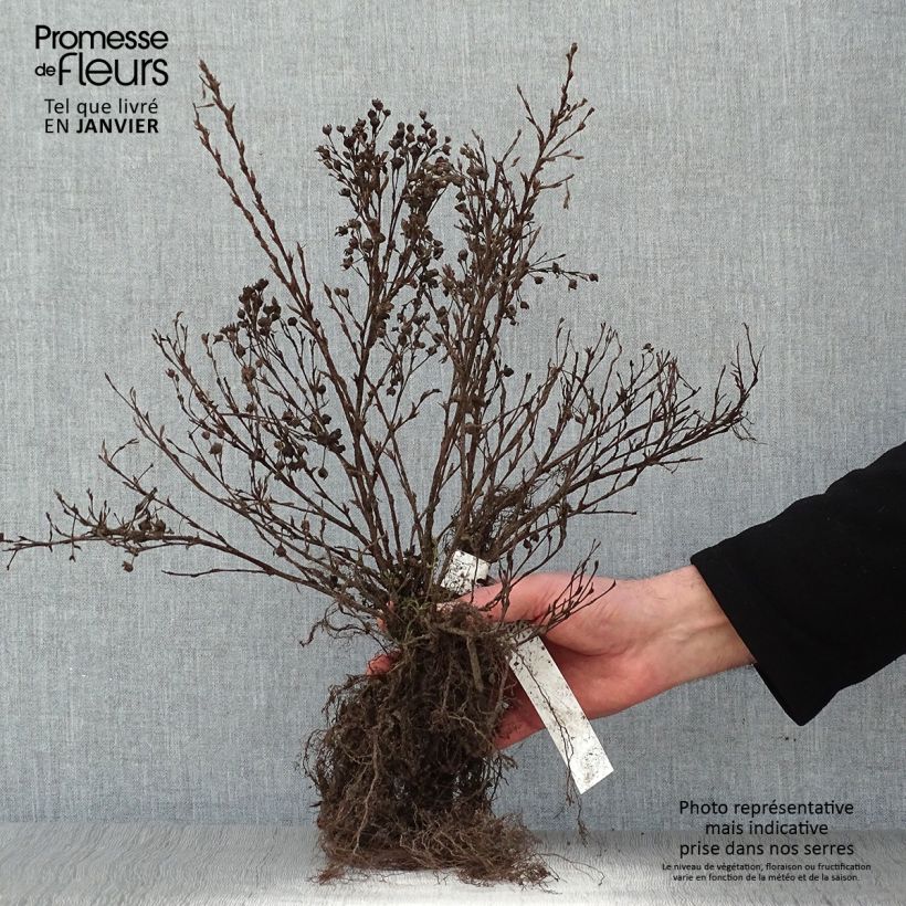 Potentilla fruticosa Abbotswood - Shrubby Cinquefoil Bare root sample as delivered in winter