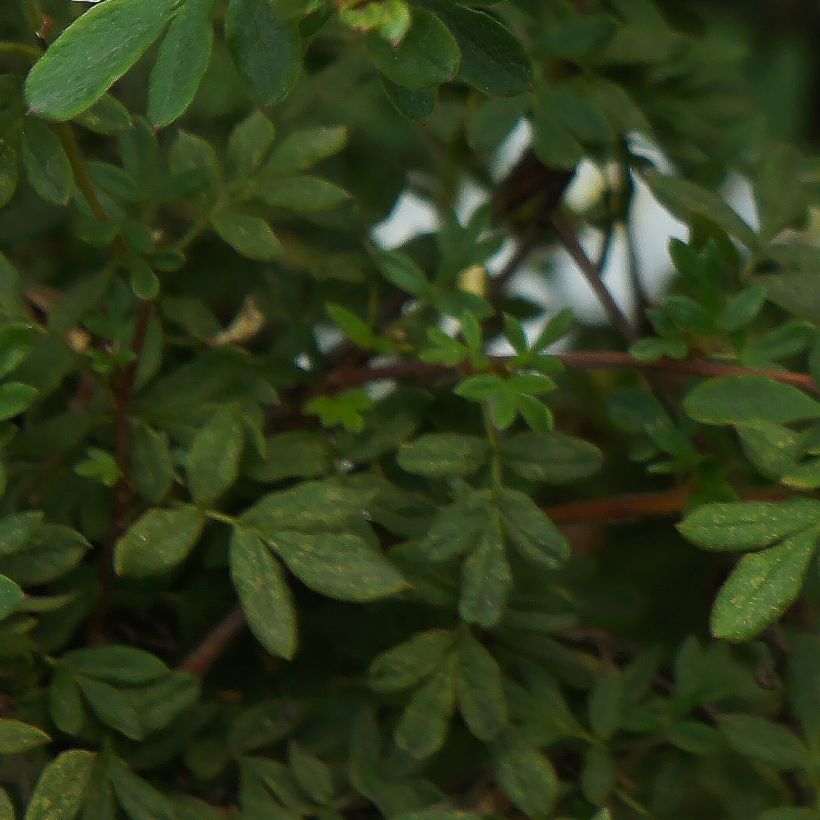 Potentilla fruticosa Bella Bianca - Shrubby Cinquefoil (Foliage)