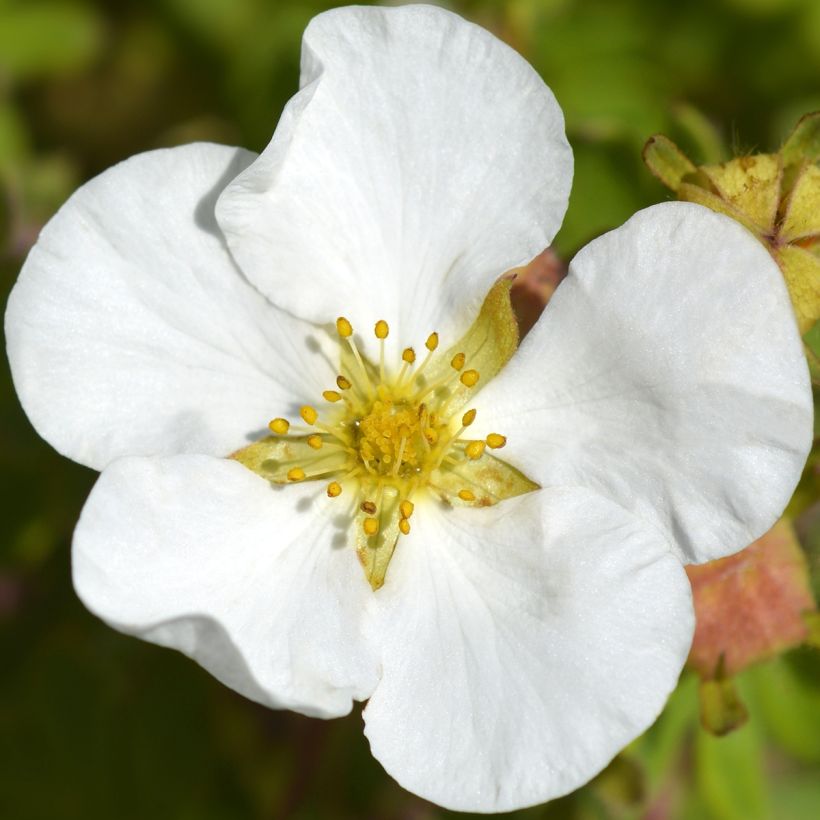 Potentilla fruticosa Bella Bianca - Shrubby Cinquefoil (Flowering)