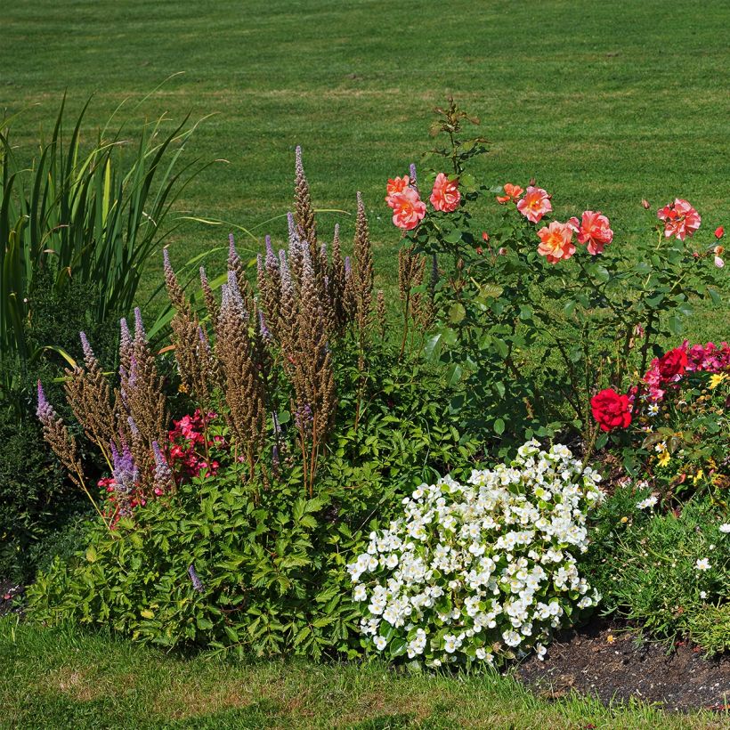 Potentilla fruticosa Bella Bianca - Shrubby Cinquefoil (Plant habit)