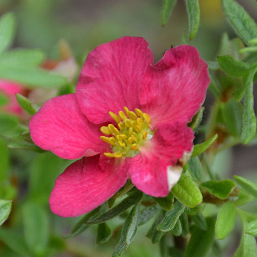 Potentilla fruticosa Bellissima - Shrubby Cinquefoil (Flowering)