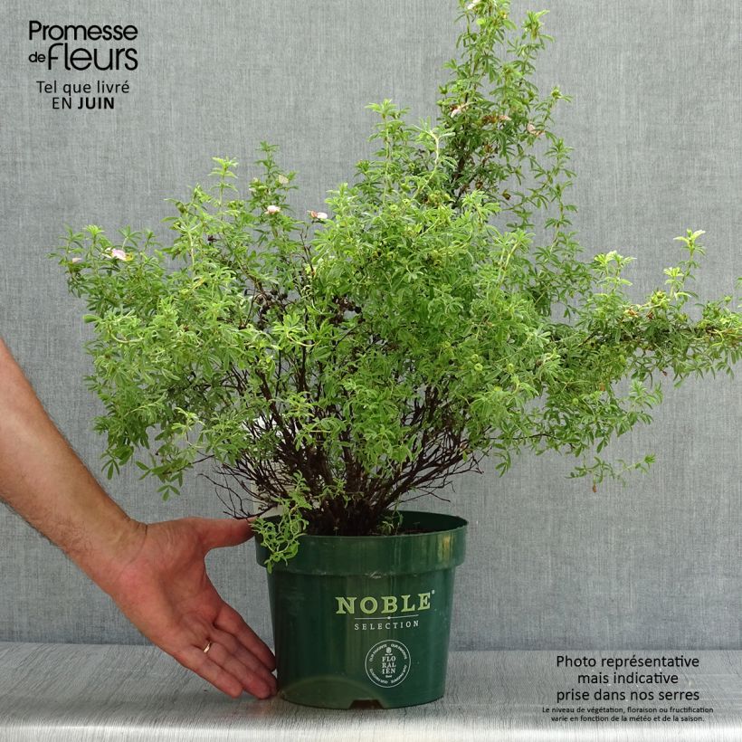 Potentilla fruticosa Bellissima - Shrubby Cinquefoil 2L/3L pot 20/30cm sample as delivered in summer