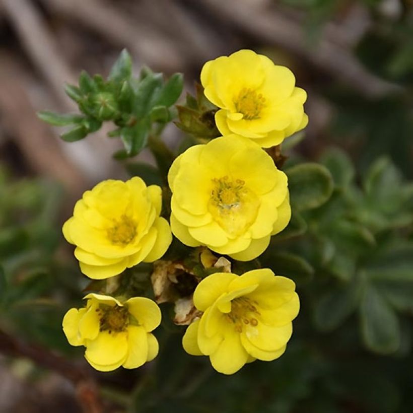 Potentilla fruticosa Citrus Tart - Shrubby Cinquefoil (Flowering)