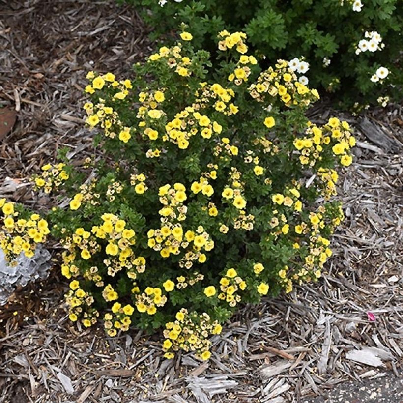 Potentilla fruticosa Citrus Tart - Shrubby Cinquefoil (Plant habit)