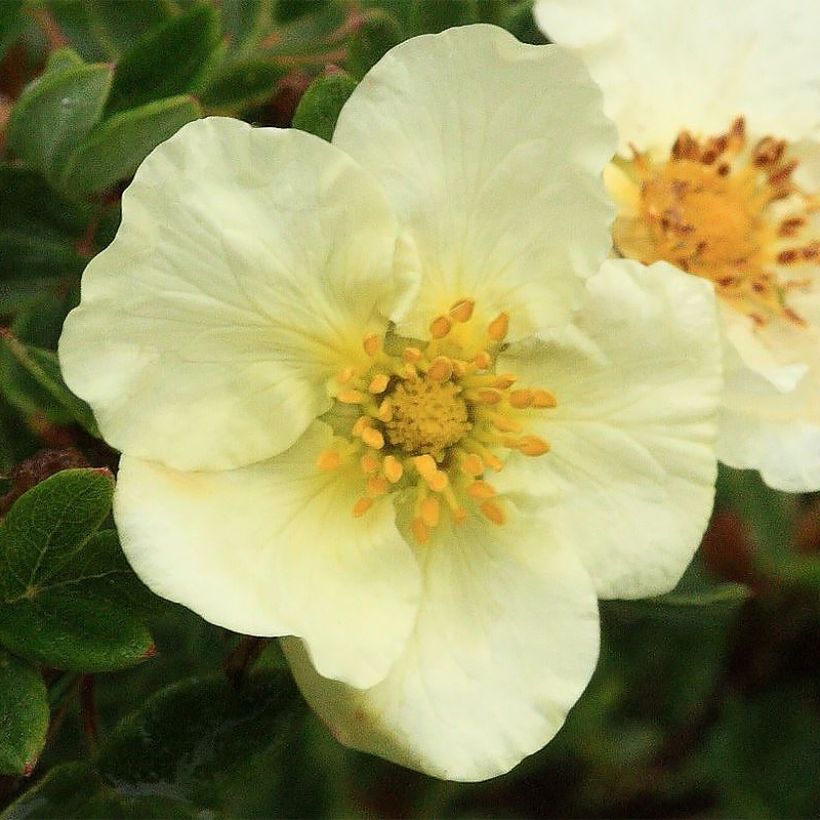 Potentilla fruticosa Creamissima - Shrubby Cinquefoil (Flowering)