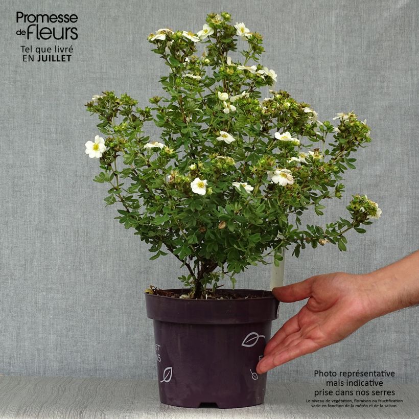 Potentilla fruticosa Crème Brûlée - Shrubby Cinquefoil 2L/3L pot sample as delivered in summer