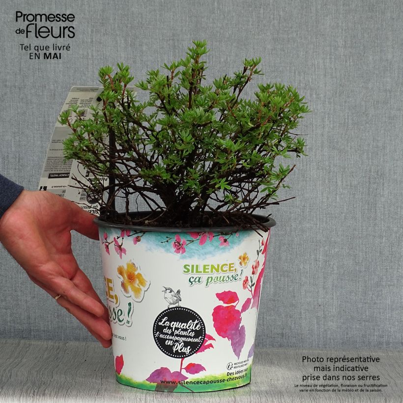 Potentilla fruticosa Double Punch Pastel - Shrubby Cinquefoil 3L/4L potShipped height around 20+cm sample as delivered in spring
