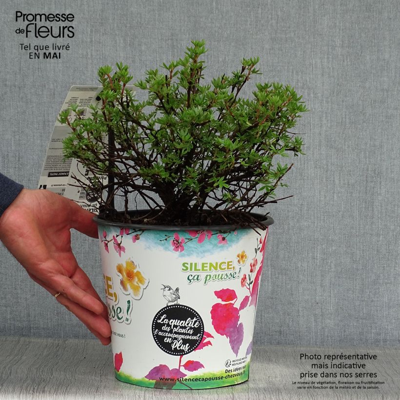 Potentilla fruticosa Double Punch Pastel - Shrubby Cinquefoil sample as delivered in spring