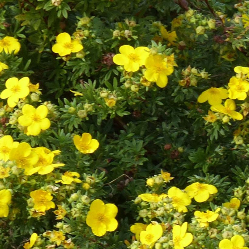 Potentilla fruticosa Goldfinger - Shrubby Cinquefoil (Foliage)