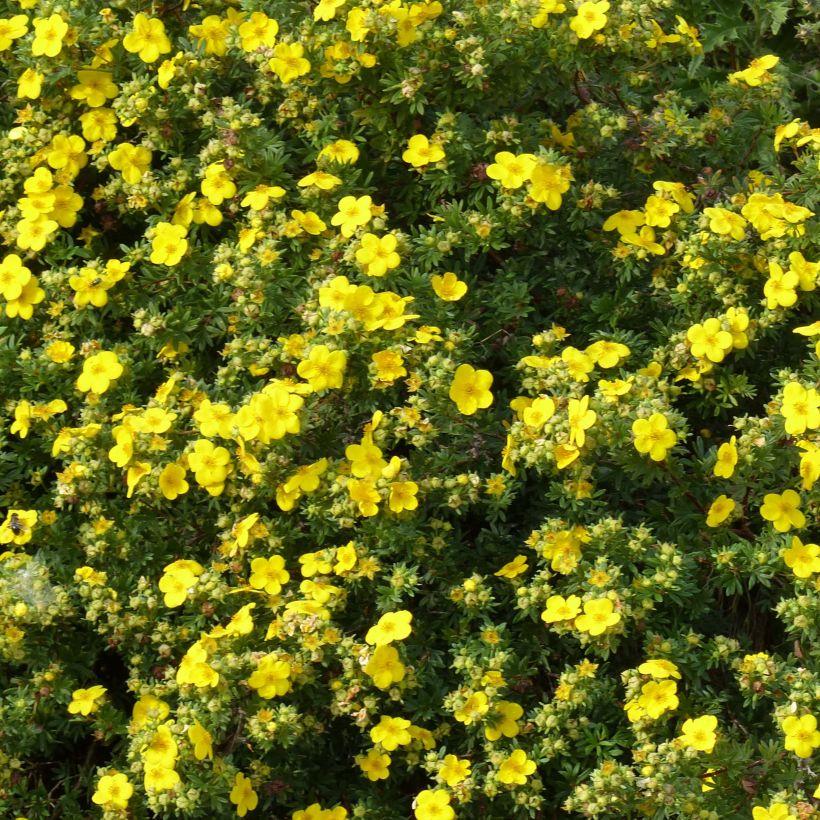 Potentilla fruticosa Goldfinger - Shrubby Cinquefoil (Flowering)