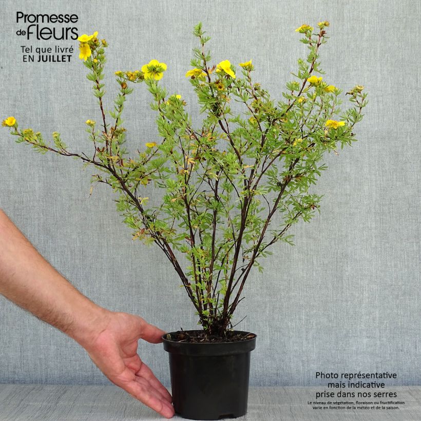 Potentilla fruticosa Goldfinger - Shrubby Cinquefoil 1L/1.5L pot sample as delivered in summer