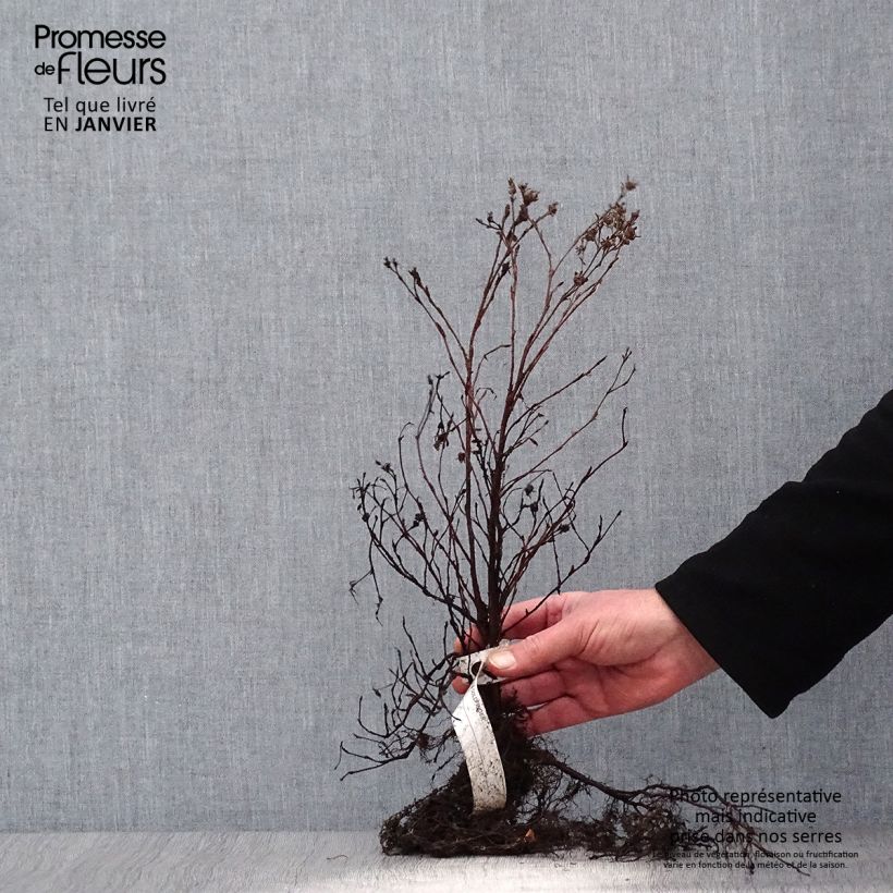 Potentilla fruticosa Goldfinger - Shrubby Cinquefoil Bare root sample as delivered in winter