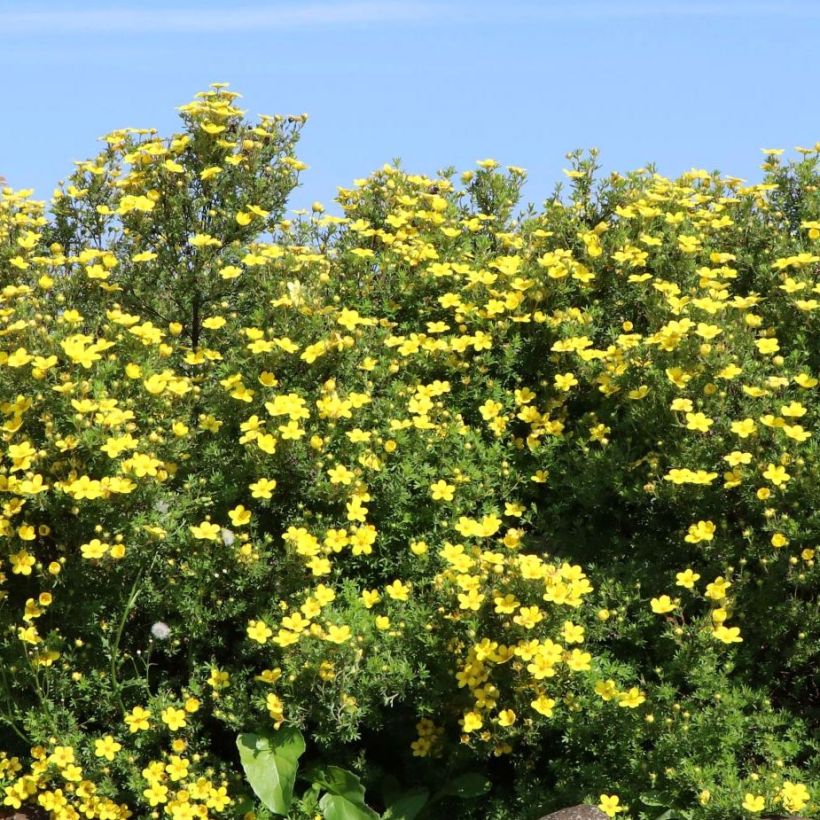 Potentilla fruticosa Goldteppich - Shrubby Cinquefoil (Plant habit)