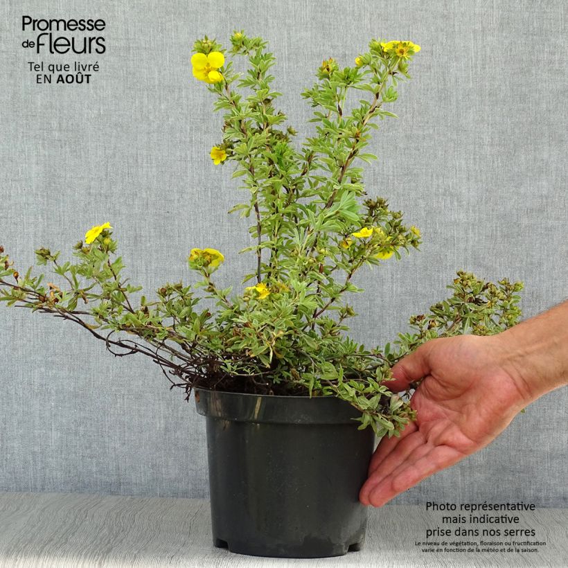 Potentilla fruticosa Goldteppich - Shrubby Cinquefoil 1.5L/2L pot sample as delivered in summer