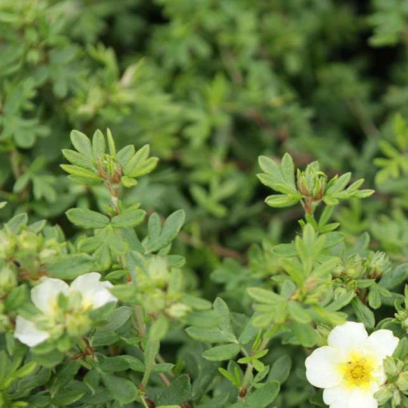 Potentilla fruticosa Limelight - Shrubby Cinquefoil (Foliage)