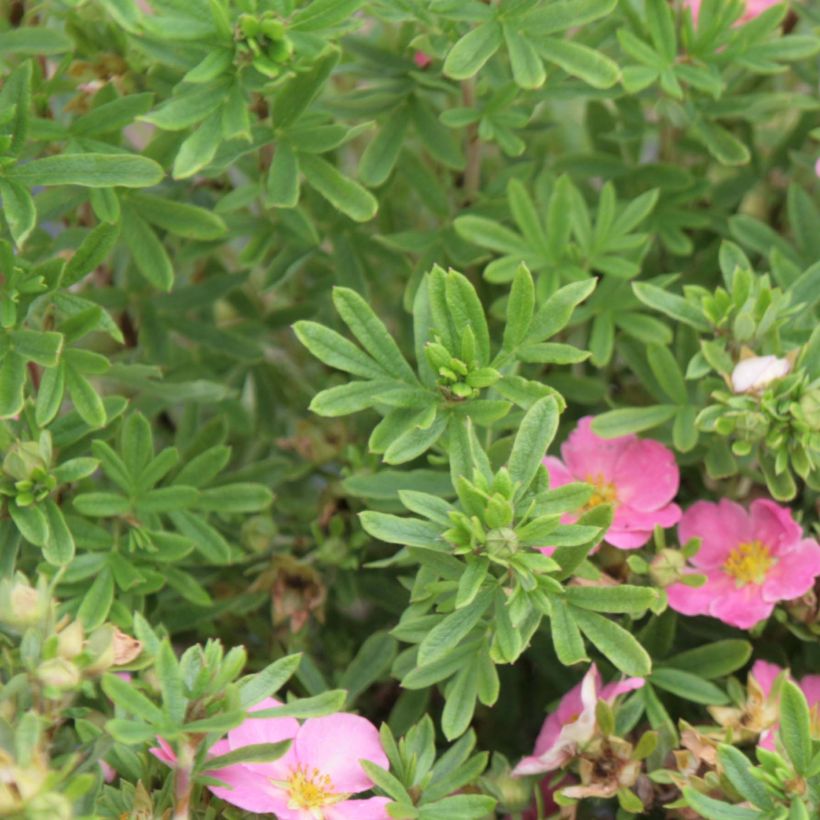 Potentilla fruticosa Lovely Pink - Shrubby Cinquefoil (Foliage)