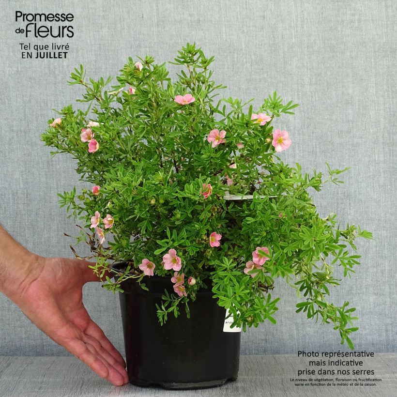 Example of Potentilla fruticosa Lovely Pink - Shrubby Cinquefoil as you get in ete