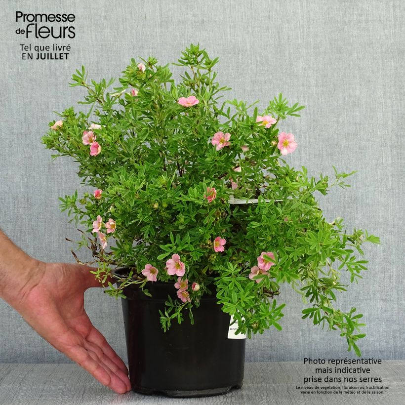 Potentilla fruticosa Lovely Pink - Shrubby Cinquefoil 1.5L/2L pot sample as delivered in summer