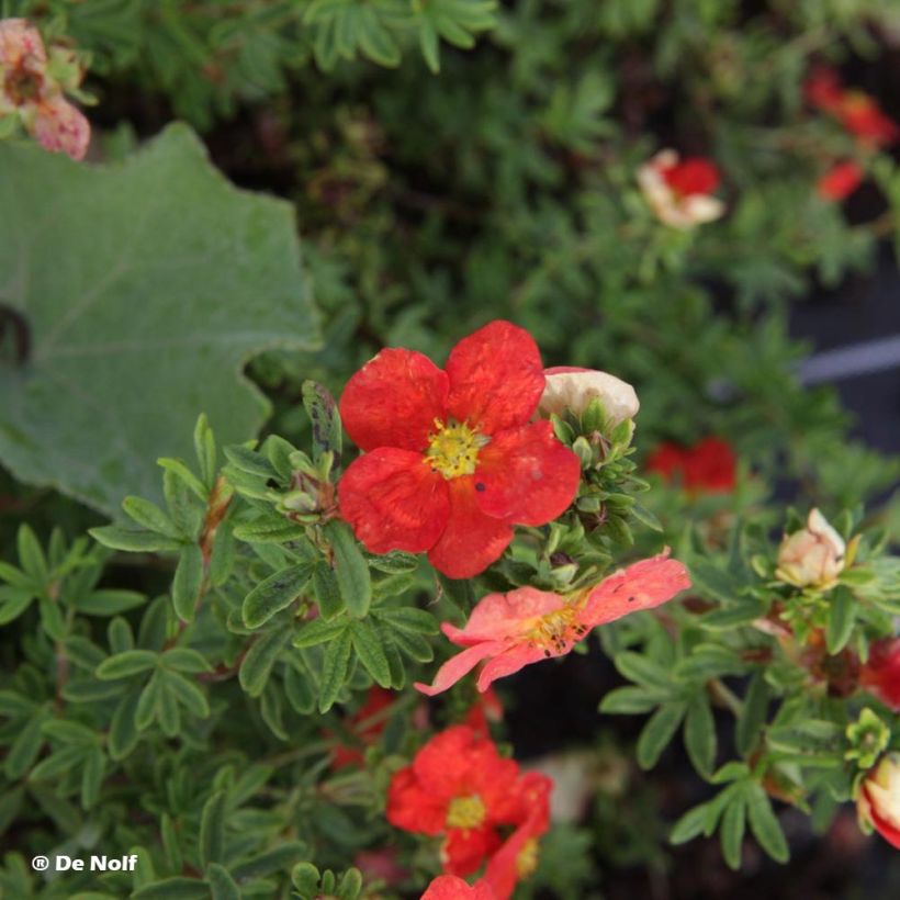 Potentilla fruticosa Marian Red Robin - Shrubby Cinquefoil (Foliage)