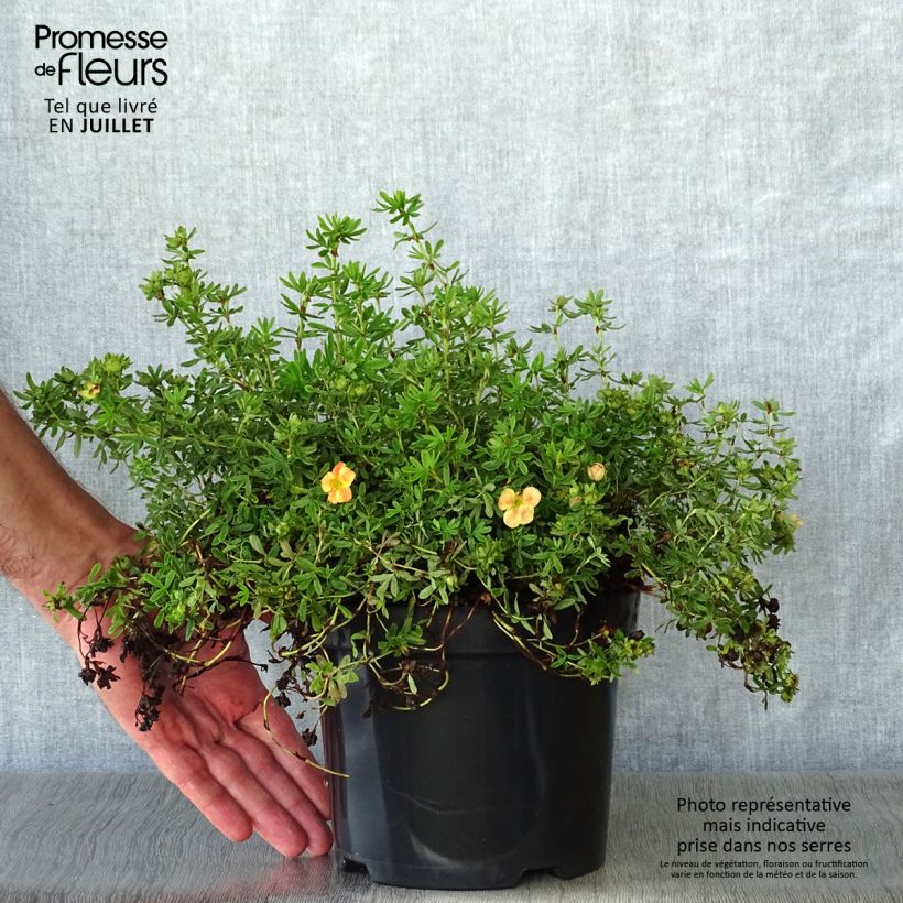 Potentilla fruticosa Marian Red Robin - Shrubby Cinquefoil 1L/1.5L pot sample as delivered in summer