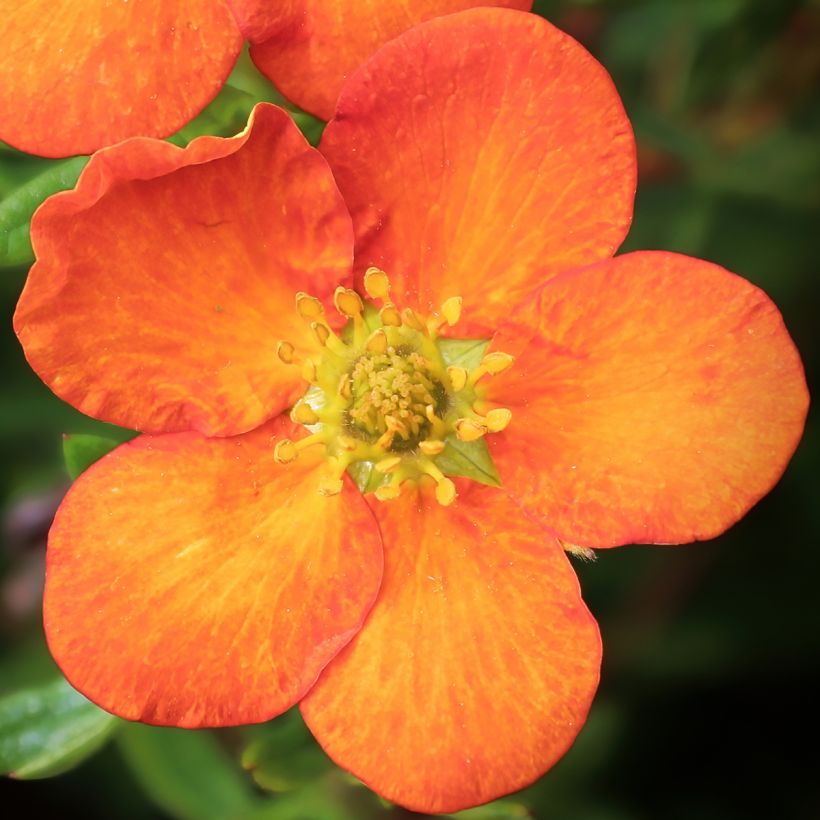 Potentilla fruticosa Orangissima - Shrubby Cinquefoil (Flowering)