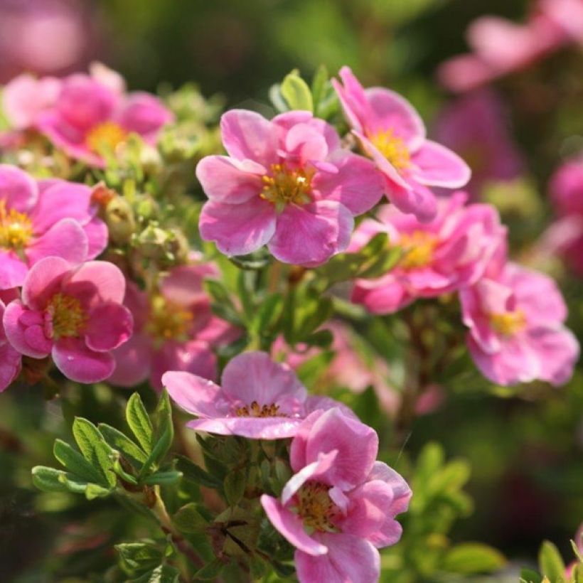 Potentilla fruticosa Pink Paradise - Shrubby Cinquefoil (Flowering)