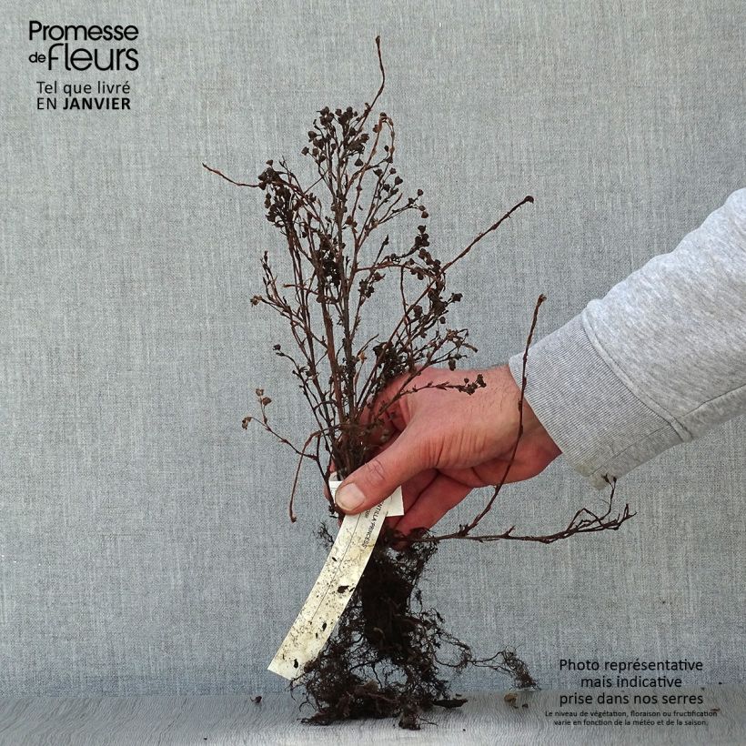 Potentilla fruticosa Princess Pink Queen - Shrubby Cinquefoil Bare root sample as delivered in winter