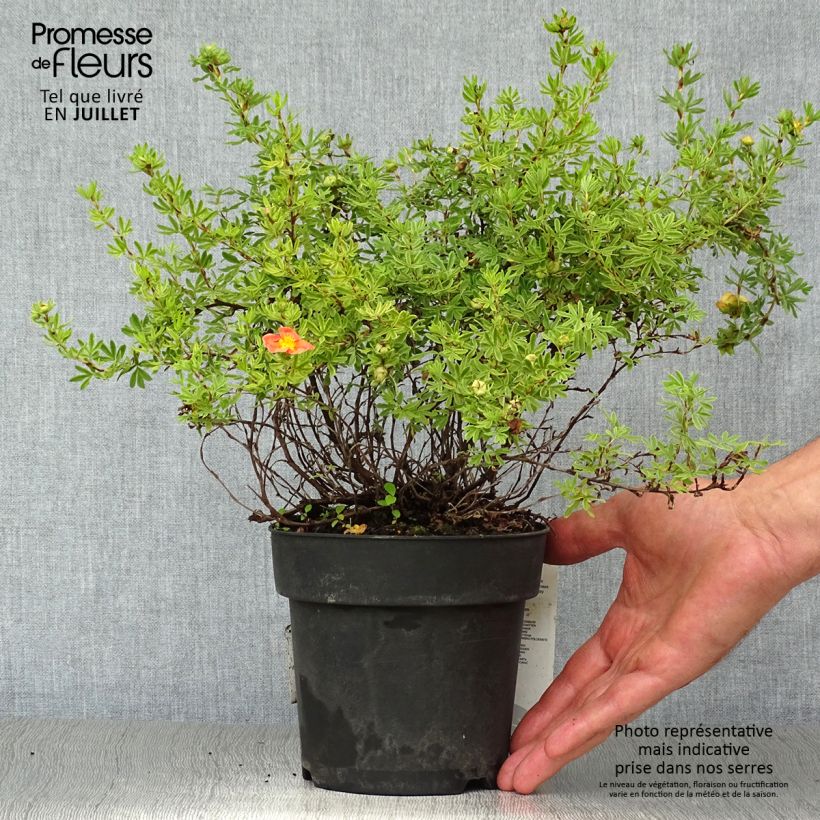 Potentilla fruticosa Red Ace - Shrubby Cinquefoil 1L/1.5L pot sample as delivered in summer