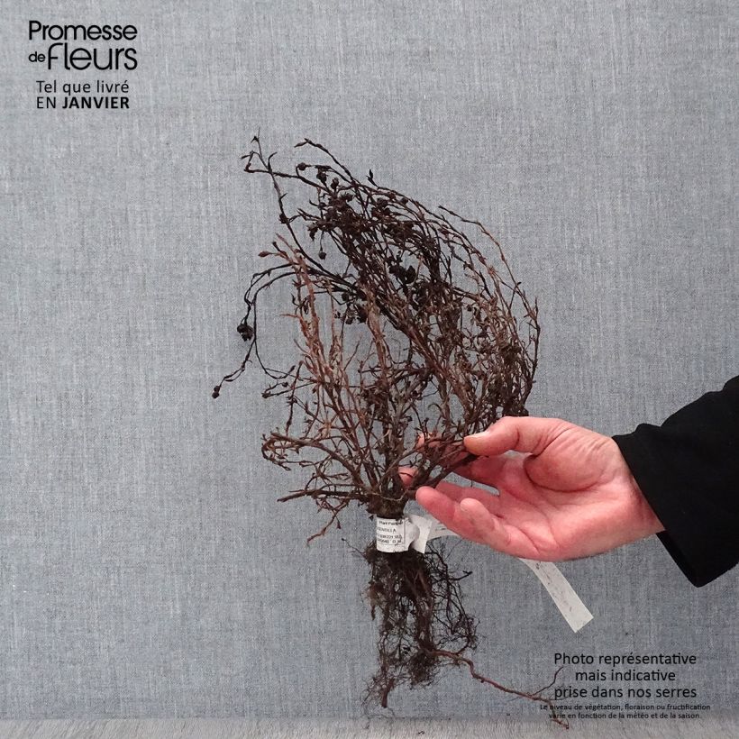 Potentilla fruticosa Red Ace - Shrubby Cinquefoil Bare root sample as delivered in winter