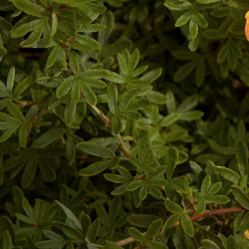 Potentilla fruticosa Red Ace - Shrubby Cinquefoil (Foliage)