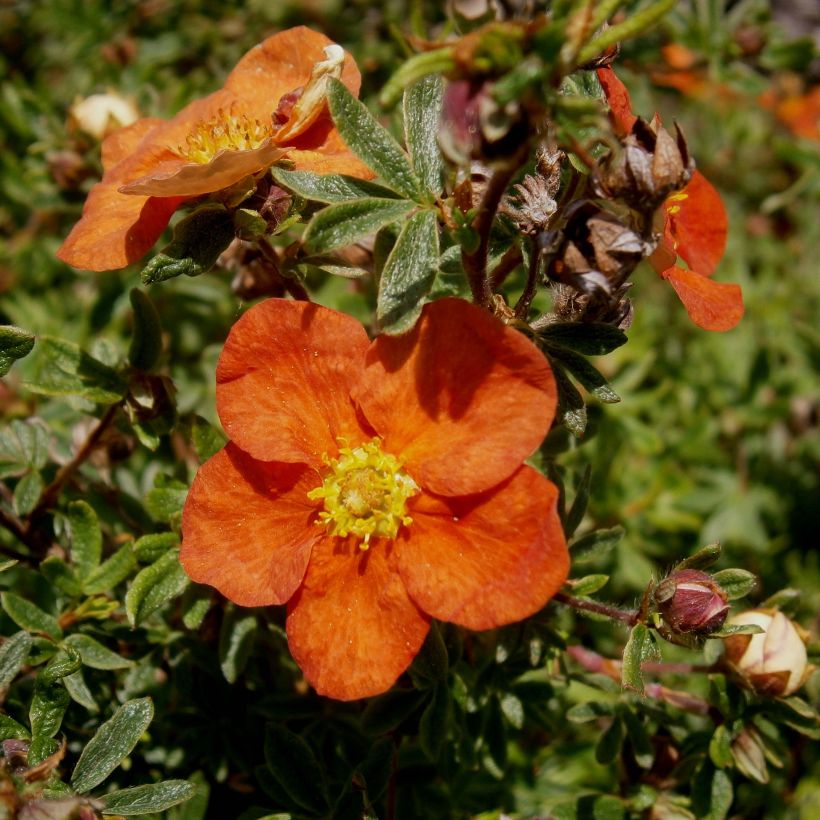 Potentilla fruticosa Red Ace - Shrubby Cinquefoil (Flowering)