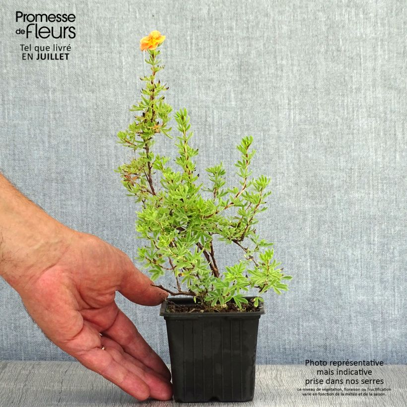 Potentilla fruticosa Red Ace - Shrubby Cinquefoil 8/9 cm pot sample as delivered in summer