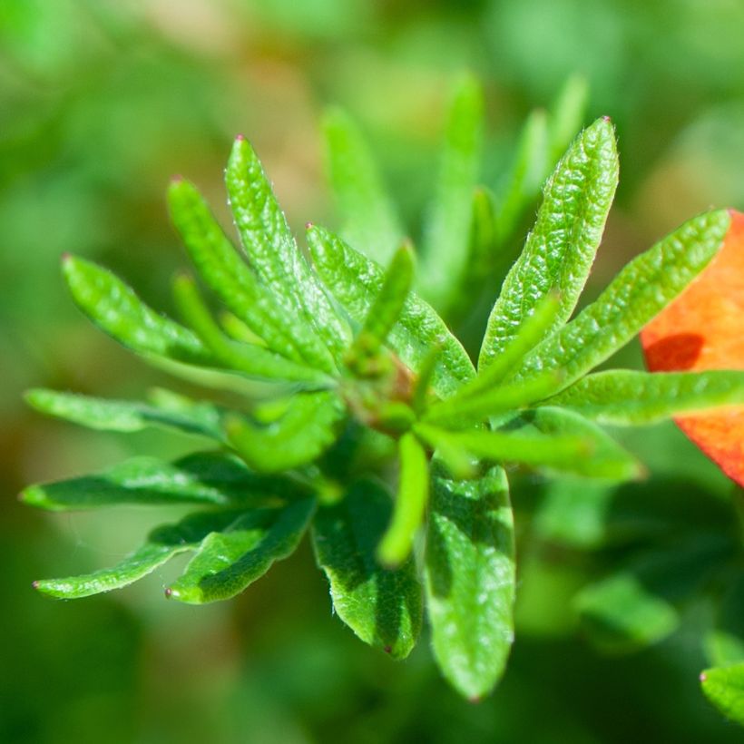 Potentilla fruticosa Red Joker - Shrubby Cinquefoil (Foliage)