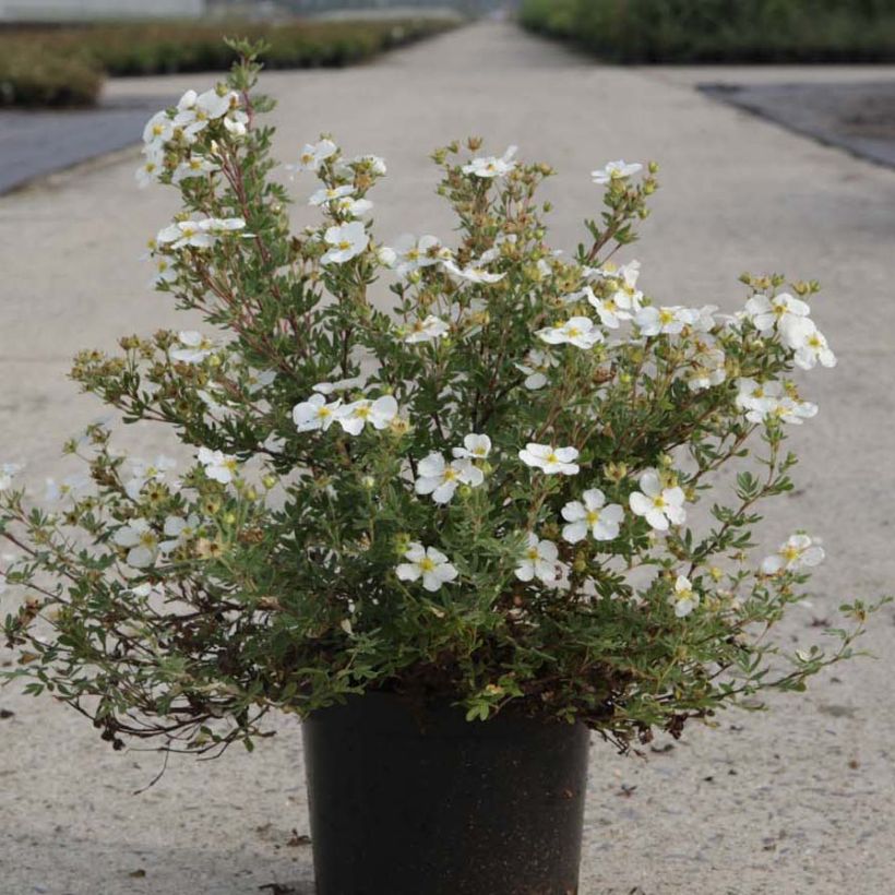 Potentilla fruticosa White Lady - Shrubby Cinquefoil (Plant habit)