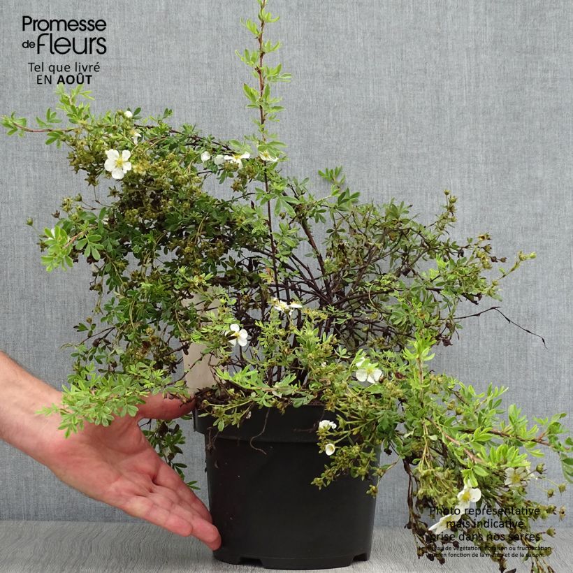Potentilla fruticosa White Lady - Shrubby Cinquefoil 3L/4L pot sample as delivered in summer