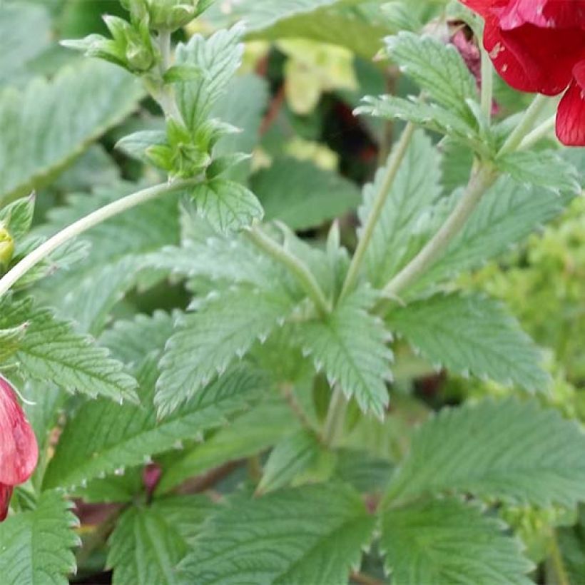 Potentilla Arc en Ciel (Foliage)