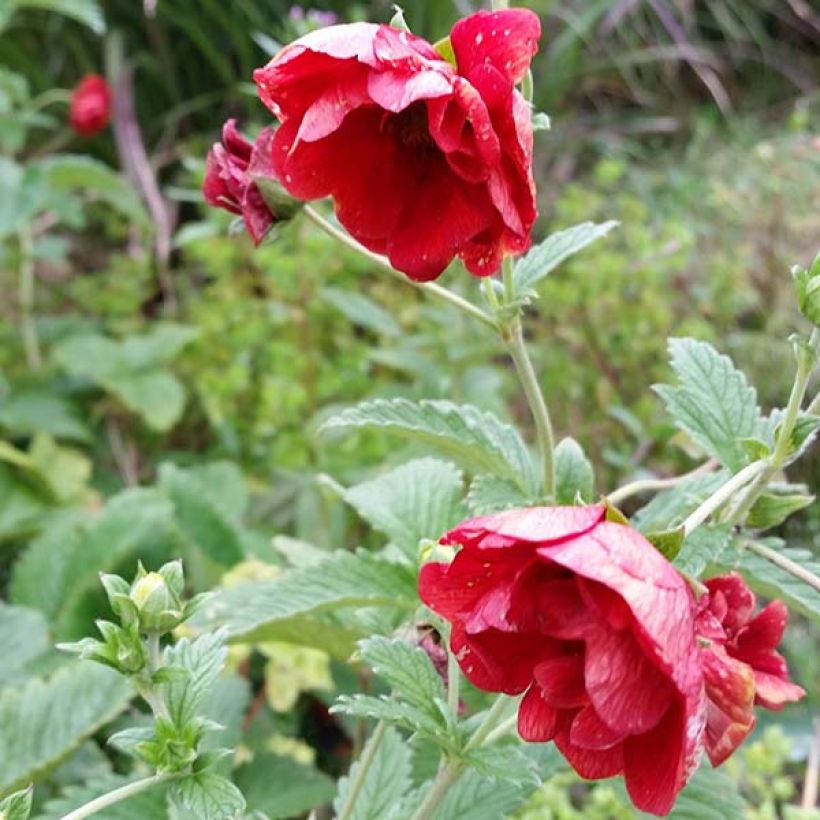 Potentilla Arc en Ciel (Flowering)