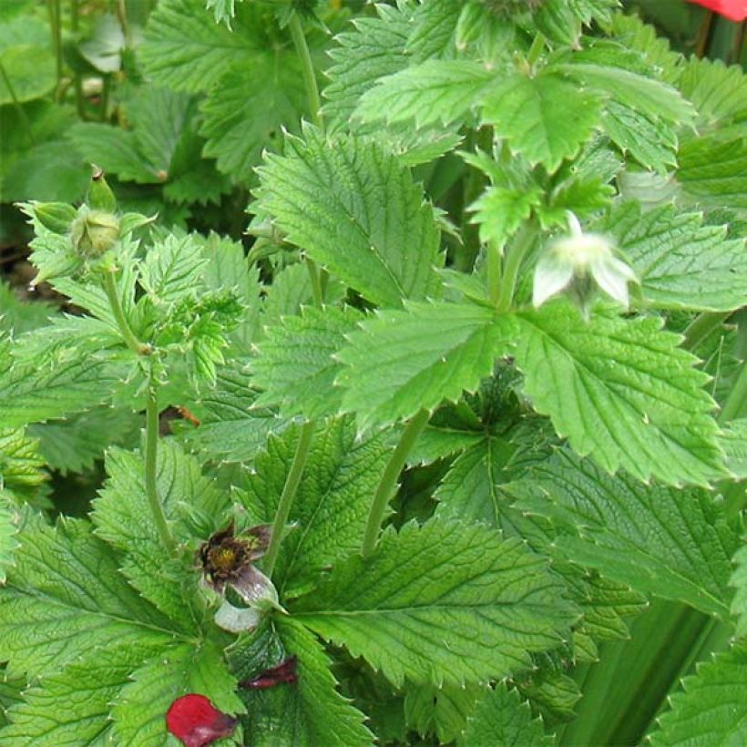 Potentilla cultorum Flamenco - Cinquefoil (Foliage)