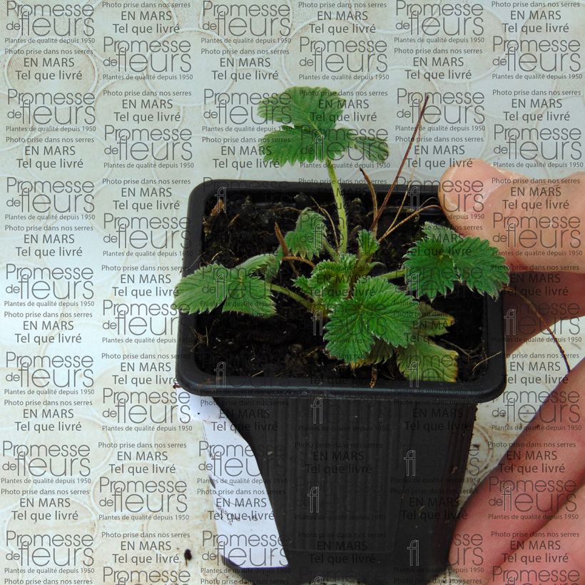 Example of Potentilla cultorum Flamenco - Cinquefoil Tin specimen as delivered