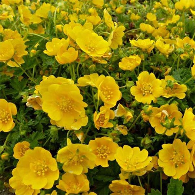 Potentilla cultorum Orange - Cinquefoil (Flowering)