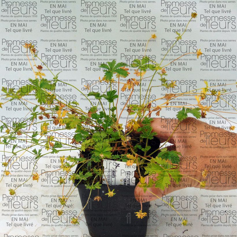 Example of Potentilla cultorum Orange - Cinquefoil 8/9 cm pot specimen as delivered