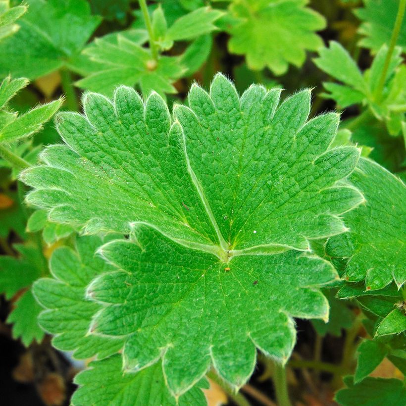 Potentilla megalantha - Cinquefoil (Foliage)