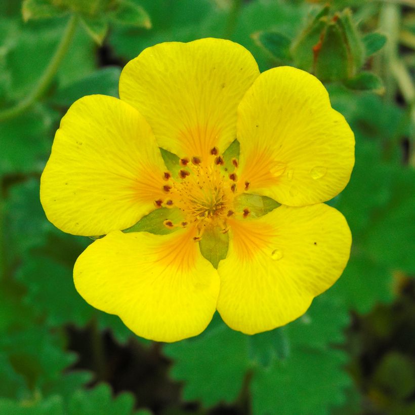 Potentilla megalantha - Cinquefoil (Flowering)