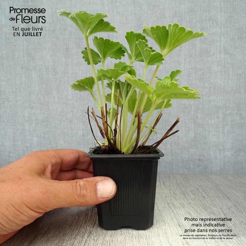Potentilla megalantha - Cinquefoil 8/9 cm pot sample as delivered in summer
